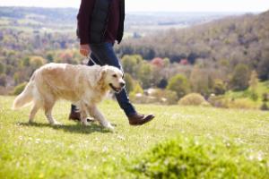 Golden Retriever image 1